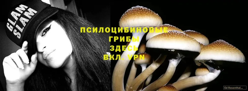 Галлюциногенные грибы Psilocybe  Болотное 